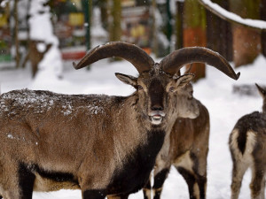 Liberecké zoo hrozí, že bude muset omezit provoz. Nikdo nám nepomohl, říká ředitel
