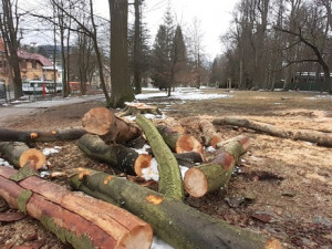 Město nechalo z parku v Liďákách pokácet deset napadených buků. Nahradí je nové