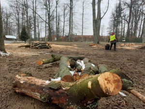 Město nechalo z parku v Liďákách pokácet deset napadených buků. Nahradí je nové