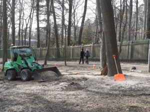 Město nechalo z parku v Liďákách pokácet deset napadených buků. Nahradí je nové