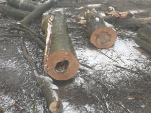 Město nechalo z parku v Liďákách pokácet deset napadených buků. Nahradí je nové