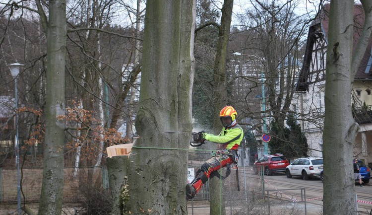 Město nechalo z parku v Liďákách pokácet deset napadených buků. Nahradí je nové