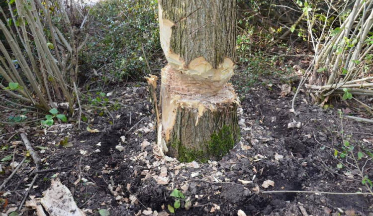 Strom připomínající ničivé povodně někdo poničil. Frýdlant podal trestní oznámení