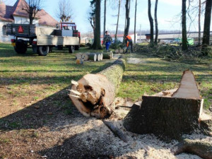 Ve frýdlantském parku muselo k zemi osmnáct stromů. Ohrožovaly návštěvníky