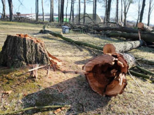 Ve frýdlantském parku muselo k zemi osmnáct stromů. Ohrožovaly návštěvníky