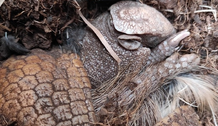 Samice pásovce s mládětem