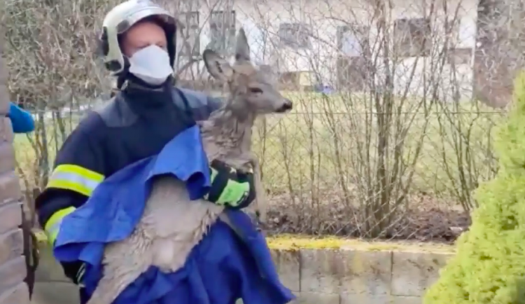 Srnka se topila v bazénu v Hanychově. Zachránili ji hasiči