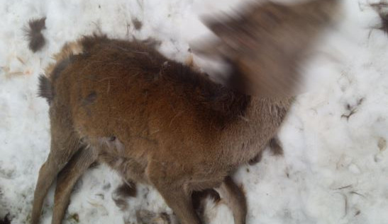 size4-16183011984467-207-psi-roztrhali-kolouchy-primo-v-prezimovaci-oburce-mejte-sve-mazlicky-na-voditku-zada-krnap