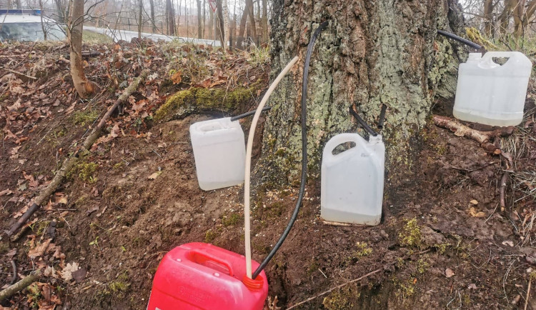 Navrtal břízu kvůli míze, stáčel ji do kanystrů. Potřeboval by spíš kýbl rozumu, zlobí se strážníci v Doksech