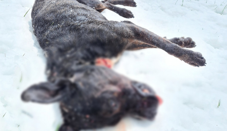V Hejnicích našli mrtvého psa. Starostu kvůli tomu na sociálních sítích napadají