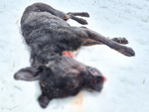V Hejnicích našli mrtvého psa. Starostu kvůli tomu na sociálních sítích napadají
