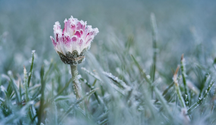 Pozor na mrazy, mohou poškodit zeleninu nebo kvetoucí stromy. Výstraha platí do úterý