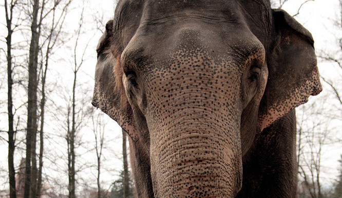 Libereckou zoo opustila slonice Rání. Veterináři ji nechali uspat