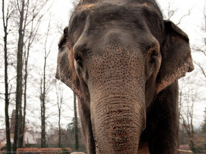 Libereckou zoo opustila slonice Rání. Veterináři ji nechali uspat