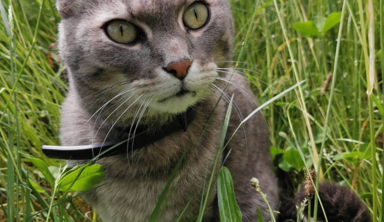 Vyhodil kocoura z devátého patra paneláku. Obviněnému hrozí tři roky vězení