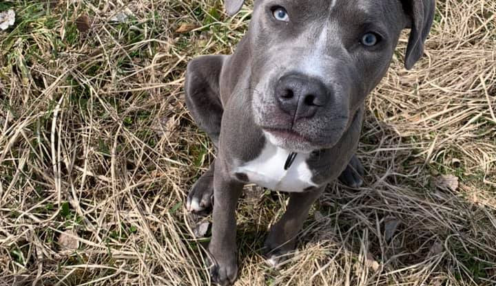 Jen pár dní po operaci utekl Jack z kontroly u veterináře. Může být v Kateřinkách a okolí