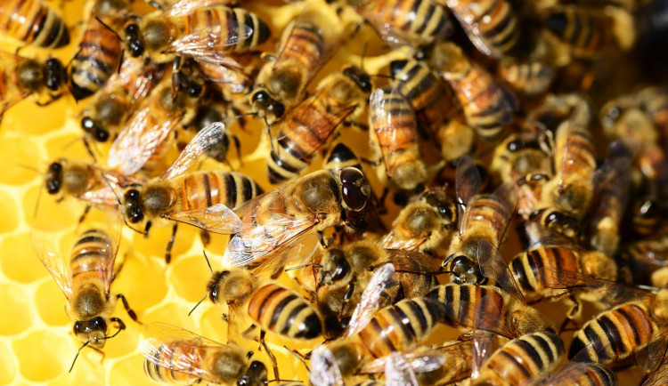Letošní zimu nepřežilo 15 procent včelstev, zjistili olomoučtí vědci
