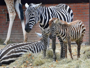 Liberecká zoo od pondělí neotevře všechny pavilony, botanická skleníky ano