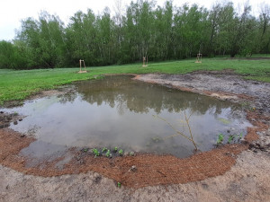 Nové tůně, stromy i trvalky. Louka za Hokejkou se proměnila