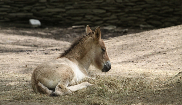 Kůň převalského a sob karelský. Zoo vítá mláďata