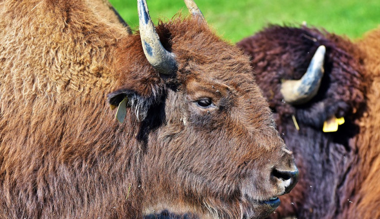 Za deset let se stádo zubrů v Ralsku rozrostlo z pěti na téměř čtyřicet kusů