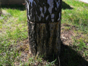 Někdo nařezal strom pilou. Město ho muselo pokácet