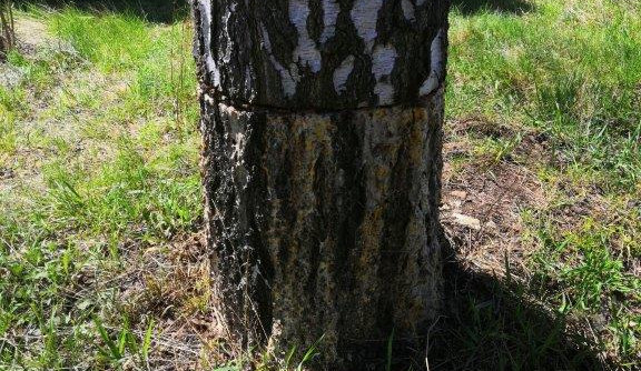 Poničený strom musel být odstraněn