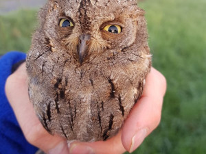 Do Českého ráje se zatoulal výreček malý až z Afriky. Ochranáři to připisují změnám klimatu