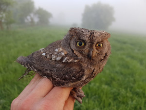 Do Českého ráje se zatoulal výreček malý až z Afriky. Ochranáři to připisují změnám klimatu