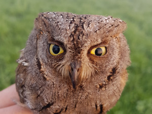 Do Českého ráje se zatoulal výreček malý až z Afriky. Ochranáři to připisují změnám klimatu