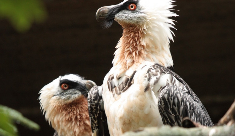 Mládě orlosupa se stěhuje z Liberce. Nový domov najde ve volné přírodě ve Španělsku