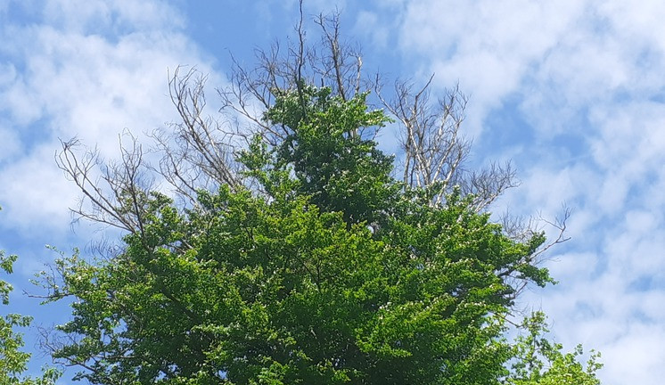 Kůrovec v Liberci napadá listnáče, v dalších letech dojde ke značnému úhynu stromů, bojí se radnice