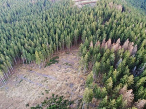 Lužičky bojují s kůrovcem. Lesníci čelí kritice kvůli kácení a ničení cest