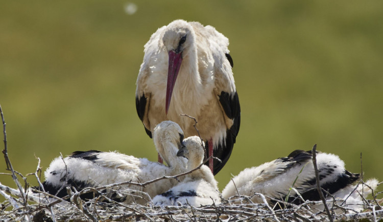 Ornitologové vyzvali veřejnost k pozorování čapích hnízd