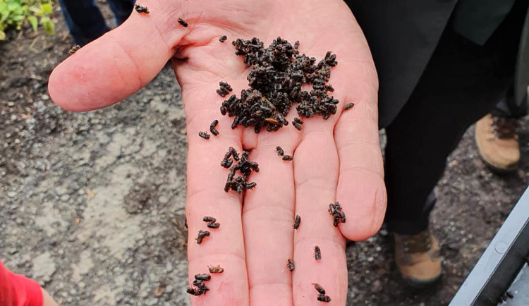 Liberecký kraj založil koordinační skupinu pro boj s přemnoženým kůrovcem