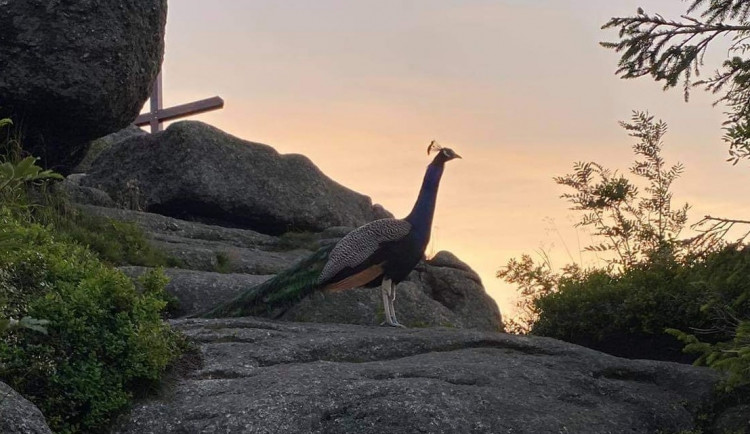 Páv v Jizerských horách