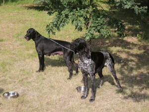 Kvůli motorkáři musela řidička strhnout řízení, auto sjelo do příkopu a převrátilo se přes střechu