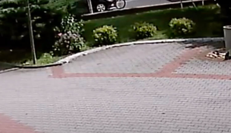 Řidič, který na přechodu pro chodce srazil cyklistu, se přihlásil policii