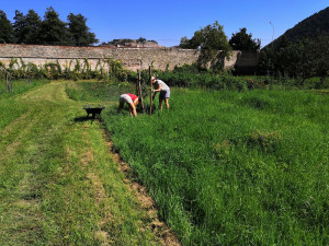 Na Grabštejn opět zavítali dobrovolníci. Pracují na zvelebování zahrad