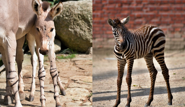 V liberecké zoo se narodila samice osla somálského, teprve druhá od roku 2006