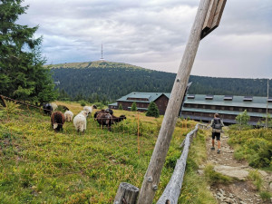 Ze Zlína až do Jablonce. Čtveřice studentů Trail Brothers zdolala 500 kilometrů za necelé dva týdny