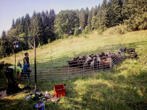 Z ajťáka farmářem. Jeroen Aerts odešel z kanceláře, teď pase ovce v Krkonoších