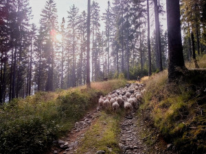 Z ajťáka farmářem. Jeroen Aerts odešel z kanceláře, teď pase ovce v Krkonoších