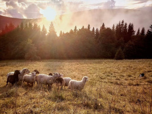 Z ajťáka farmářem. Jeroen Aerts odešel z kanceláře, teď pase ovce v Krkonoších