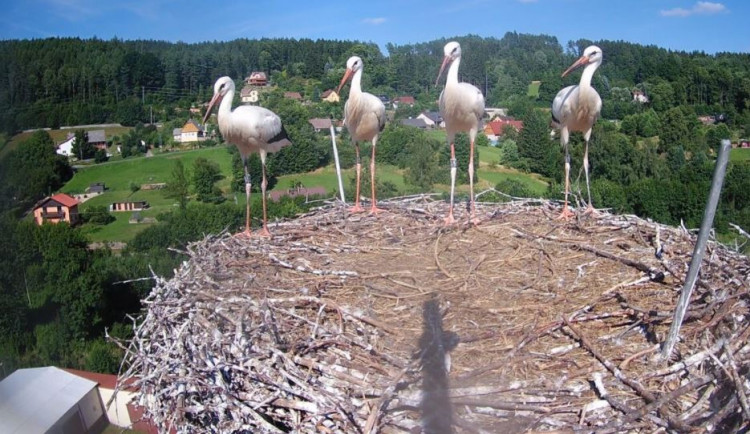 Poslední čápi na Trutnovsku opustili své hnízdo, vrátí se zase na jaře