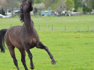 Někdy je eutanázie jediné řešení. Každému koni ale dáme šanci, říká zakladatelka domova důchodců