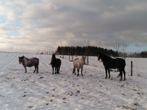 Někdy je eutanázie jediné řešení. Každému koni ale dáme šanci, říká zakladatelka domova důchodců