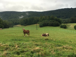 Někdy je eutanázie jediné řešení. Každému koni ale dáme šanci, říká zakladatelka domova důchodců