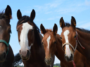 Někdy je eutanázie jediné řešení. Každému koni ale dáme šanci, říká zakladatelka domova důchodců
