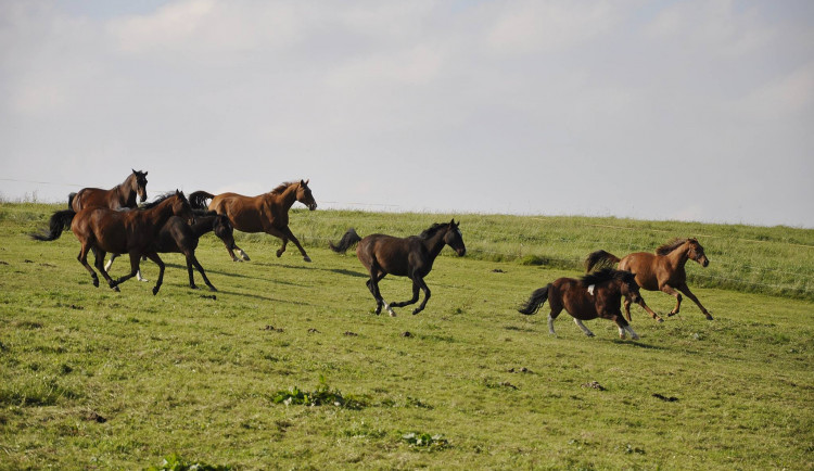 Někdy je eutanázie jediné řešení. Každému koni ale dáme šanci, říká zakladatelka domova důchodců